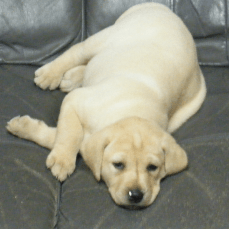 Miyagiyohei Miyagi Github - Perfect High Resolution Vintage Wallpapers | Free Download