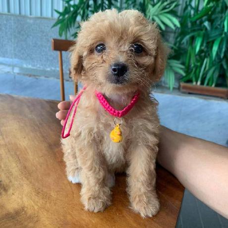 Github Nghihua Tutor App - 8K Nature Backgrounds for Desktop