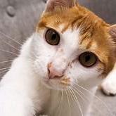 Jiefeng L1 Github - Creative Light Background - High Resolution