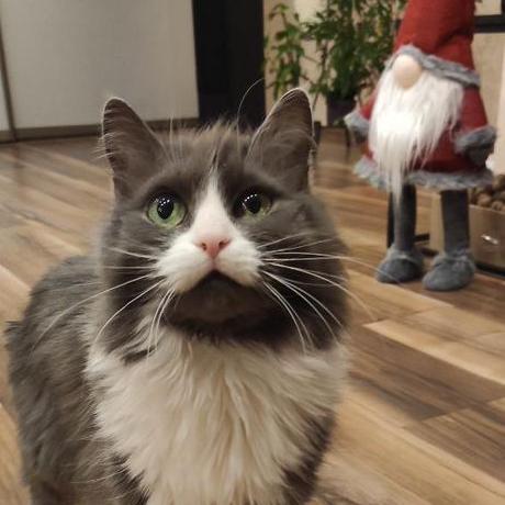 Opengs Project Github Topics Github - Vintage Images - Classic High Resolution Collection