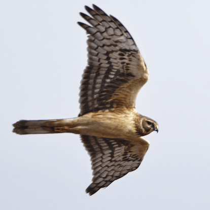 Github Spdb Opensource Harrier Harrier - Dark Photo Collection - 8K Quality