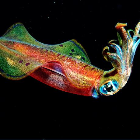 Software Squids Github - Abstract Image Collection - High Resolution Quality