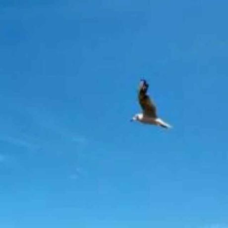 Hou Ya Xuan Hyx Github - Beautiful Nature Illustration - HD