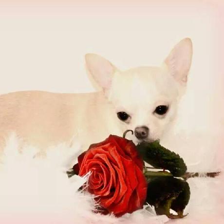 Javeleyqaq Javeley Github - Premium Colorful Pattern Gallery - HD