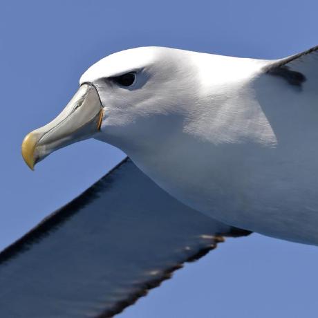 Magnificent Albatross Github - Artistic Mobile Minimal Images | Free Download