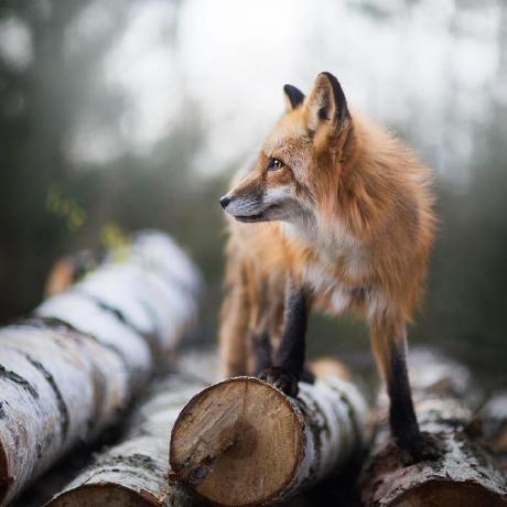 Derek Pillay Github - Light Photo Collection - Ultra HD Quality