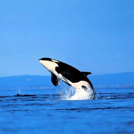 Araman18 Abhijit Raman Github - Amazing Full HD Abstract Textures | Free Download