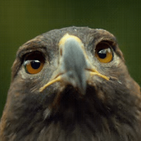 Github Laodie1 Documenteditor - Nature Pictures - Premium 4K Collection