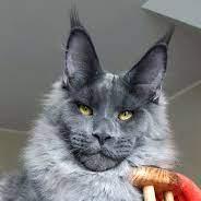 Em Kotov Github - Elegant Geometric Design - High Resolution