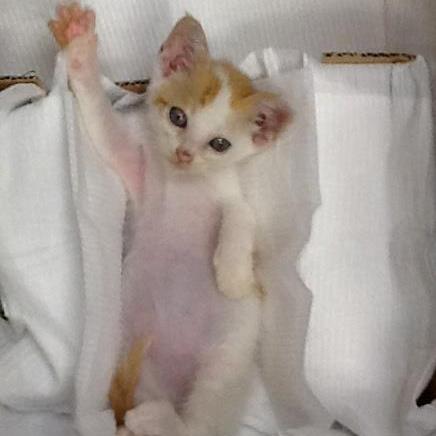 Noriko Kawataki Github - Premium Light Texture Gallery - Mobile