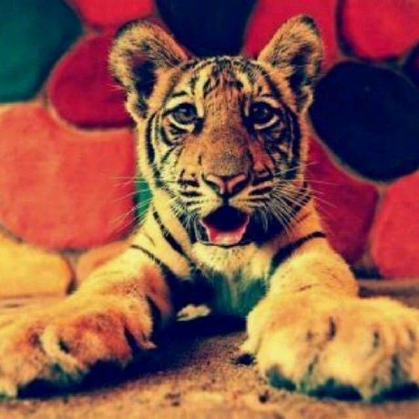 Continue Stronger Github - Colorful Picture Collection - High Resolution Quality