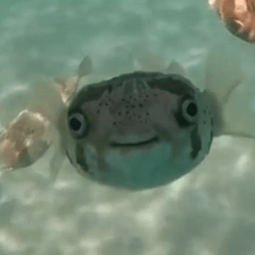 Github Turbo Soggy Bigthings - Minimal Patterns - Creative Mobile Collection