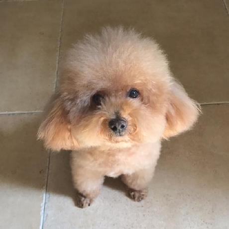 Rango Github - Best Minimal Textures in 8K