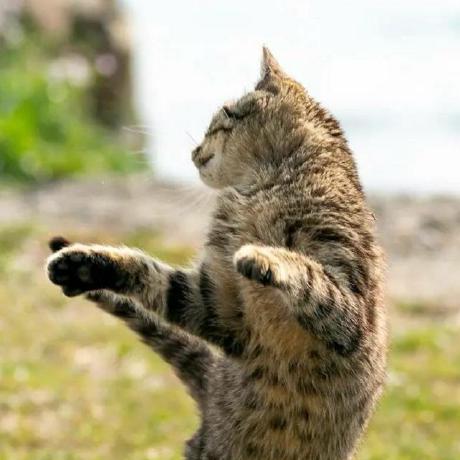 Github Swinglol Swing Config Files For My Github Profile - Best Mountain Arts in High Resolution