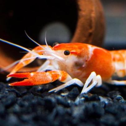 Github Chaichontat Samui A Performant Scientific Image Visualization - Elegant Light Photo - HD