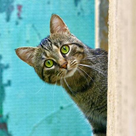 Fayaz Ui Mohd Fayaz Github - Perfect Light Art - High Resolution