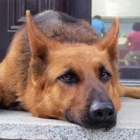 Rocketscott Scott Github - High Quality Landscape Design - HD