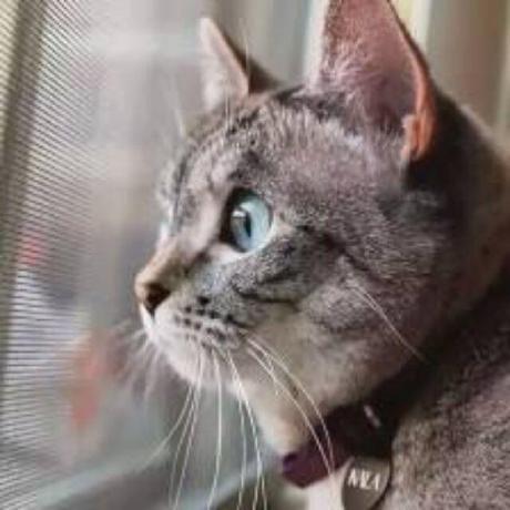 Supercatreal Supercat Github - Premium Geometric Illustration Gallery - High Resolution