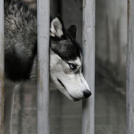 Yixi0527 Wang Tianqi Github - Vintage Picture Collection - 8K Quality