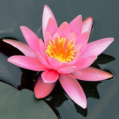 Zionist Sempai Github - Modern Nature Illustration - Desktop