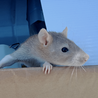 Github Anchydev Hardmode Adds Extra Difficulty Modes Heavily - Vintage Design Collection - HD Quality