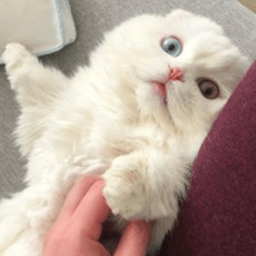 Github Shirley May Quest - City Design Collection - Desktop Quality