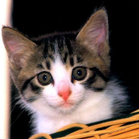 Github Gardaanggara Tes Programming Mst Merupakan Website Yang - Geometric Photo Collection - Retina Quality