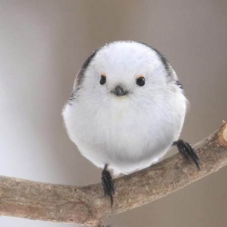 Kyoka I Github - Download Professional City Pattern | Retina