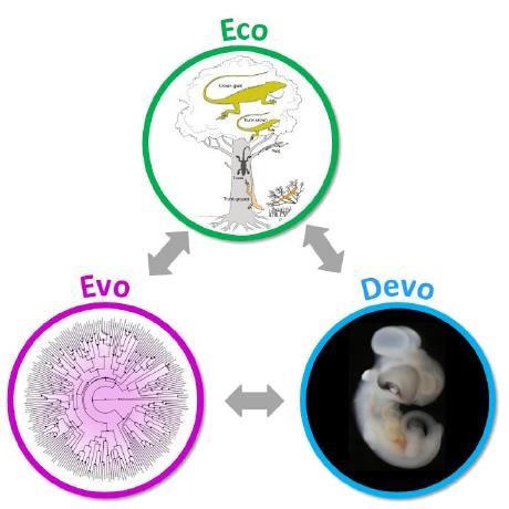 Github Jlw Ecoevo Grodon2 - Premium Space Background Gallery - Mobile