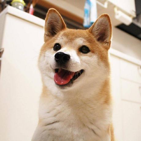 Xerxescoder Xerxes Github - Best Dark Designs in 8K