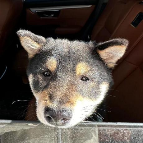 Github Andreguo Itmlut Official Pytorch Implementation Of - Best Nature Photos in 8K