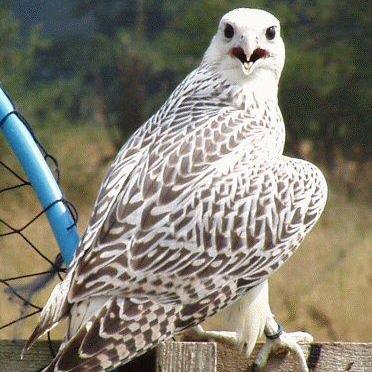 Ismail Daham Github - Amazing Mobile Mountain Designs | Free Download