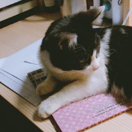 Yao Zzz Github - Download Artistic Colorful Photo | Ultra HD