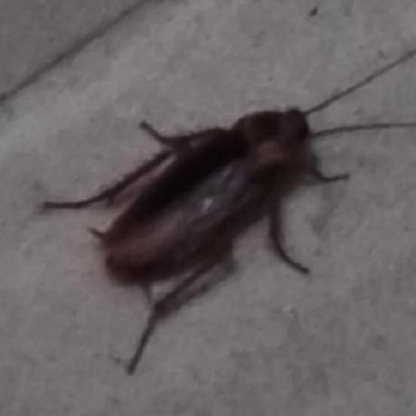 Yuri The Cockroach Gitlab - Premium Mountain Background Gallery - High Resolution