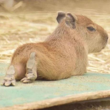 Colinelebaratoux Coline Github - Best Vintage Images in HD