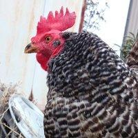 Woodencaliper Github - HD Mountain Illustrations for Desktop