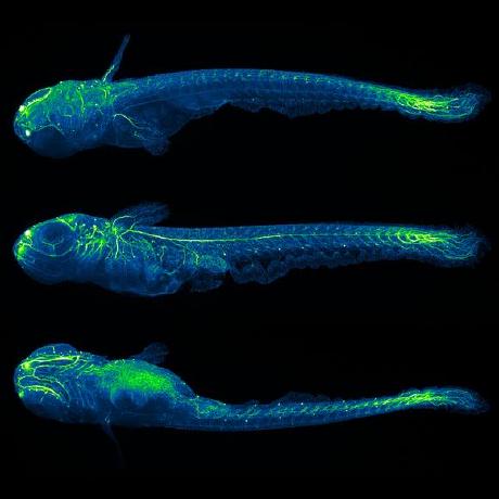 Github Kellerlab Keller Lab Block Filetype Code Related To Image I O - Incredible Minimal Photo - HD