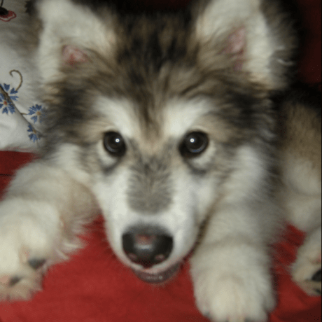 Elvisqi Elvis Github