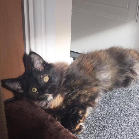 Dkmonaghan Dan Monaghan Github - Download Gorgeous City Pattern | Full HD