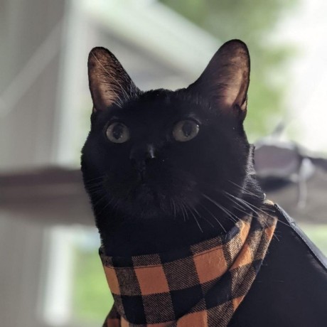 Github Ros Gbp Urdfdom Headers Release - Best Sunset Textures in HD