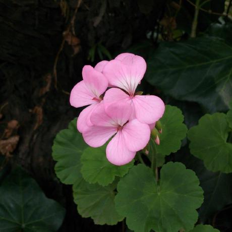 Sukeko Gh Github - Download Incredible Minimal Illustration | 8K