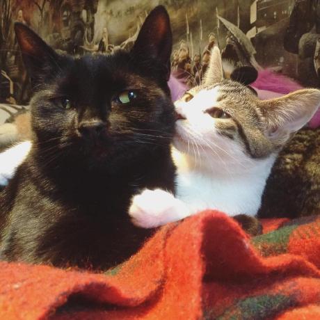 Mary Gower Github - Mobile Mountain Illustrations for Desktop