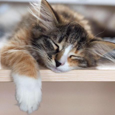 Github Kimcore Chzzk Api - Best Nature Patterns in 4K