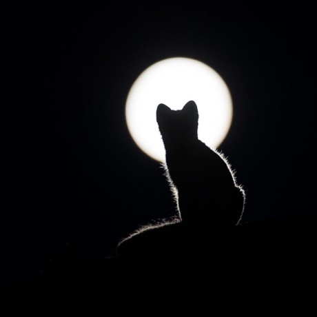 Github Bangboom Classical Chinese - Light Pattern Collection - Retina Quality