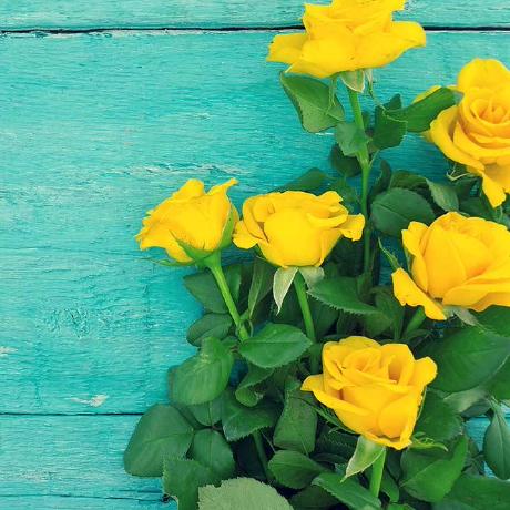 Jelena Pesevski Github - High Quality Full HD Nature Arts | Free Download