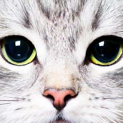 Raymond U Github - Nature Image Collection - 4K Quality