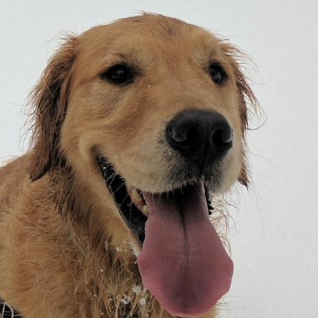 Github Rousseau Braingrowth - Best Landscape Photos in Mobile