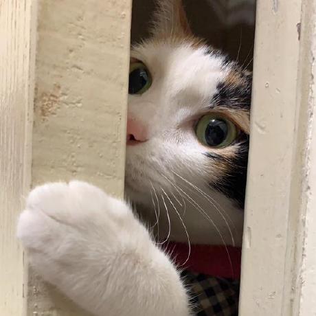 Hekeda Ban Ice Ban Github - Download Modern Minimal Design | Desktop