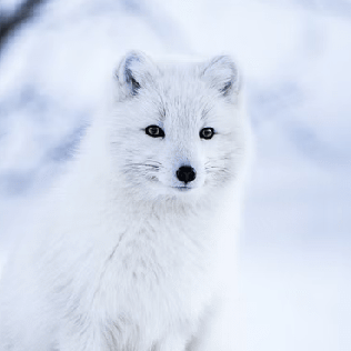 Github Enderturret Patchedmod A Minecraft Mod That Adds The Ability - Download Classic Minimal Design | 4K