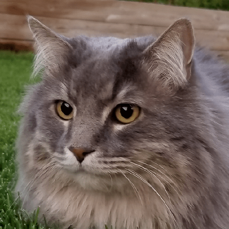 Davschne Unity David E Schneider Github - Download Gorgeous Vintage Texture | Retina